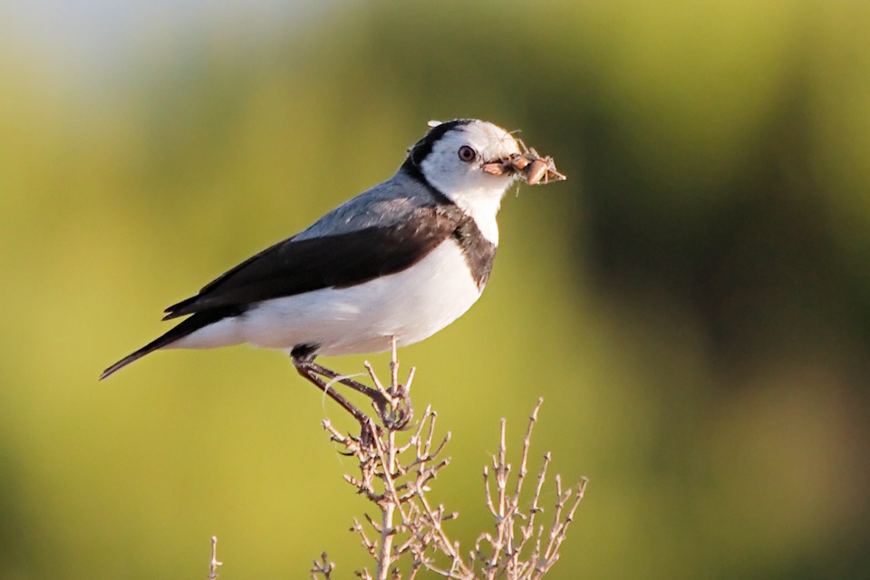 White-fronted Chat (Epthianura albifrons)